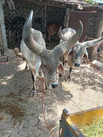 બળદ વેચવાના છે