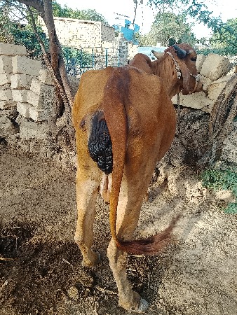 ગાય વેચવાની છે