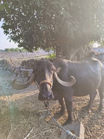 ભેંસ વેશવાની છે