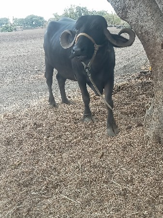 બીજા વેતરની.ભેસ.છે