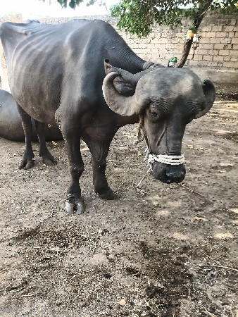 ખડેલું