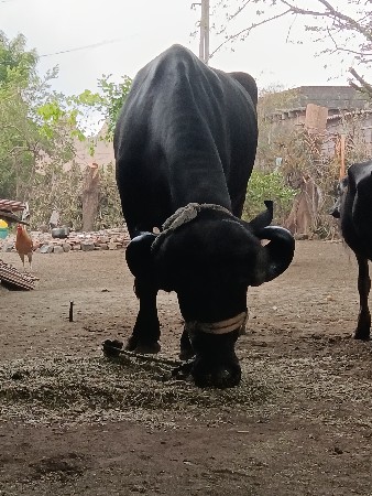 ખડેલી વેચવાની છે અખંડ