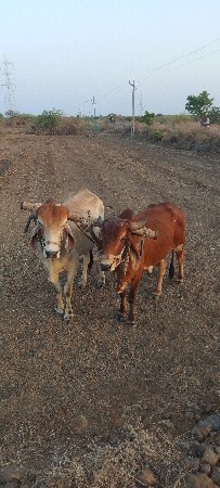 છ છ દાતે