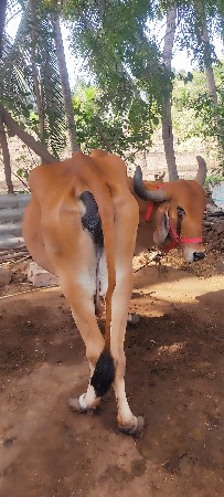 ગાય વેચવાની છે