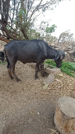 ખળેલી વેચવાની છે