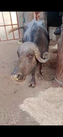 65 ભેંસ વેચવાની છે