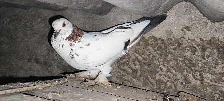 નર ફૂલ સાઈજ મા છે
