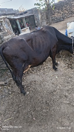 ગાય વેચવાની છે.