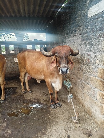 vechavani