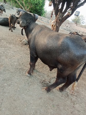 ખીરો