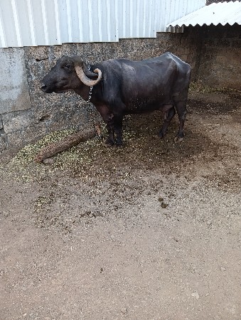 ભેશ વેચવાની છે નિચે પાડીછે