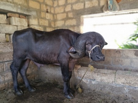 પાડો દેવાનો છે