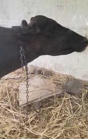 પેલા વેતરની ખડેલિ વેસવાનિ સે
