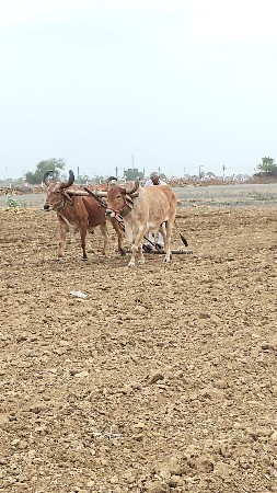 બળધ