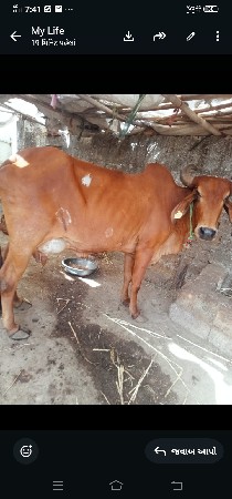 ગાયવેસવાનીસેવીયાણેલ