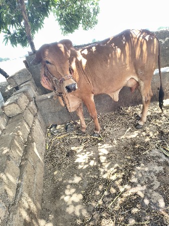 ગીર ગાય વેચવાની છે