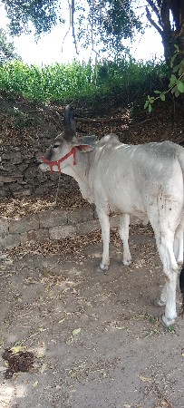 વેચવાનો છે