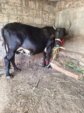 આ બે ગાયુ વેચવાની છે