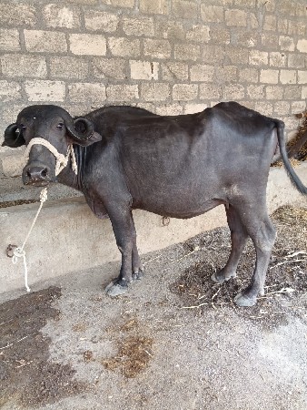 પેલી વેતર