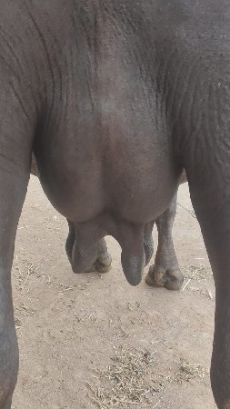 ભેંસ વેચવાની છે