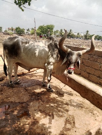બળદ વેસવાનો છે