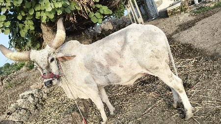 બળદ   વેચવાનો છે