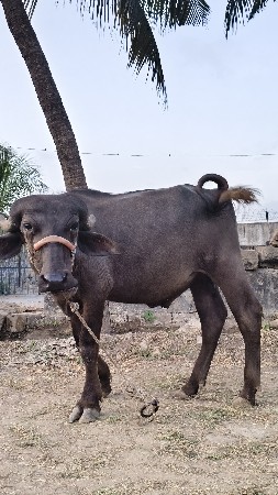 આ પાડો વેચવાનો છે