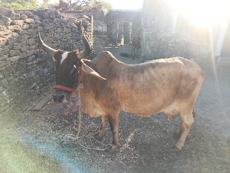 gay vechvani che