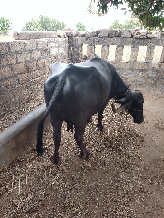 ભેશવેચવાનીછે