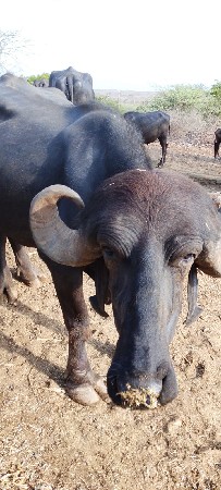 ભેંસ વેચવાની છે