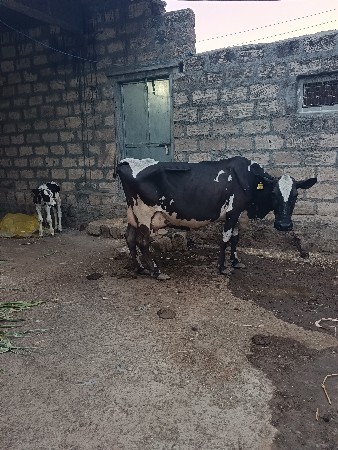 દસ લીટર દુધ