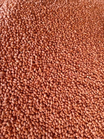 ગીરનાર 4 કણ મીલ મા ફોલાવેલા કપલેટ