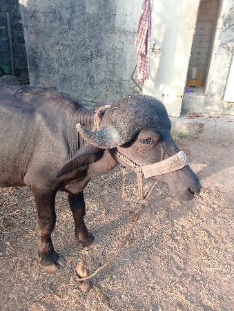 વેસવાની છે