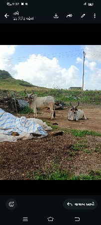 ફુલ જવાબદારીમાં વેચવાનો બળદ