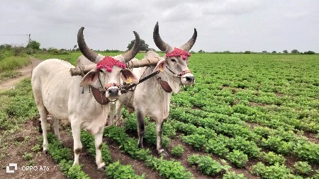 વાછરડા વેચવાના છે