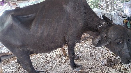 ભેંસ વેચવાની છે