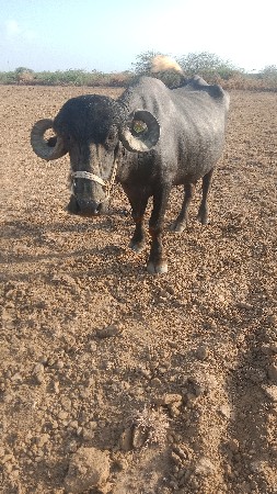 પેલવૈતરૂ.ખડેલૂ.વેચવાનૂ.છે