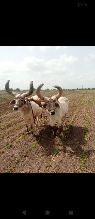બળદ વેચવાના છે