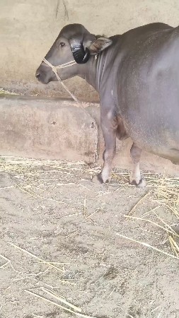 પેલું વેતર ભેંસ વેચવાની છે