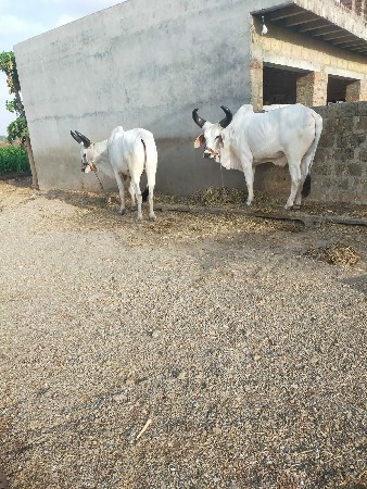 godhla vechvana chhe