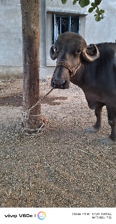 પેલું વેતર ખડેલી