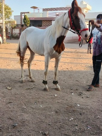 આ બાવરી વેચવાની છે