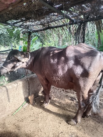 ભેંસ વેસવાની છે