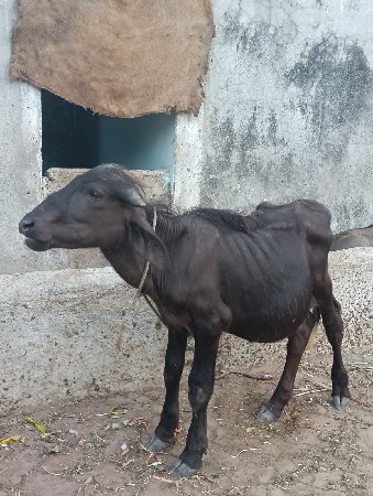 ભેંસ વેચવાની છે