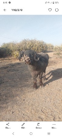 પાડો
