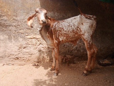 વાંસલડી.વેસવાનીછે