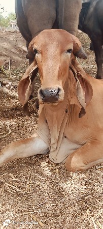 વાછડી વેચવાની છે