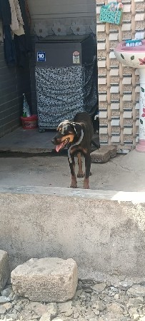 rottweiler 8 mont fime
