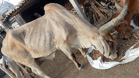 બળદ વેચવાના છે
