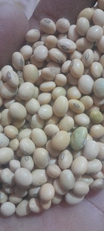 સોયાબીન